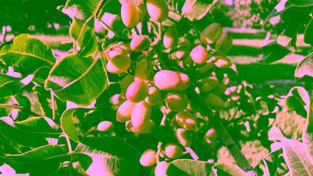 pistacho1