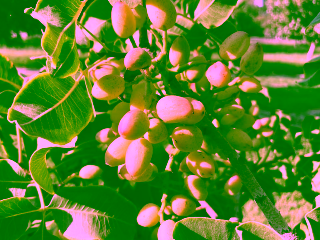 pistacho1