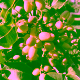 pistacho1