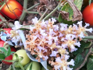 tomateorobanche2