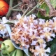 tomateorobanche2