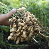A farmer holding freshly harvested peanuts with roots in a field. The background features green peanut plants under a sunset, showcasing agricultural activity.