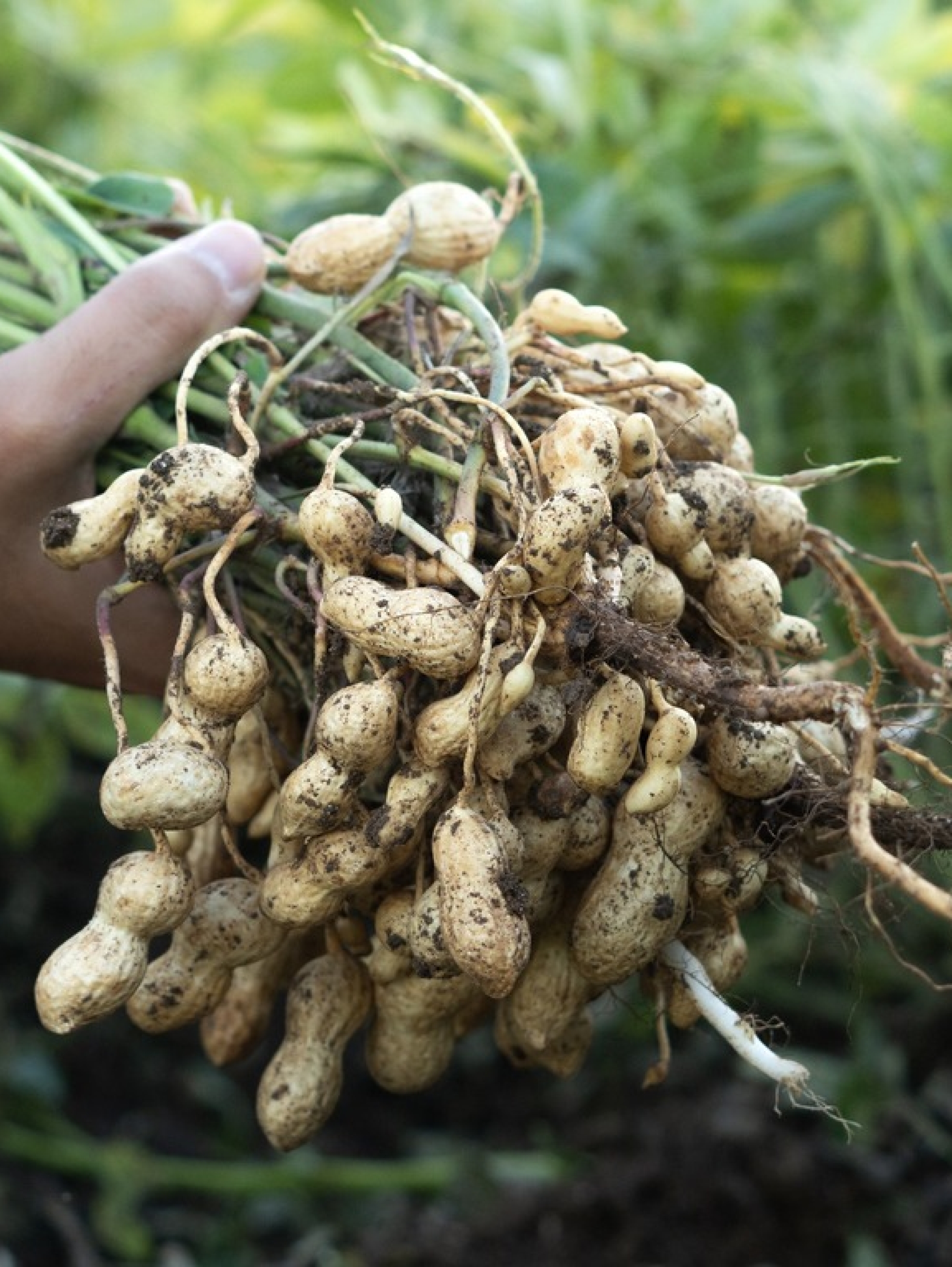 A farmer holding freshly harvested peanuts with roots in a field. The background features green peanut plants under a sunset, showcasing agricultural activity.