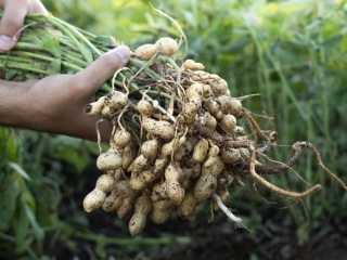 A farmer holding freshly harvested peanuts with roots in a field. The background features green peanut plants under a sunset, showcasing agricultural activity.