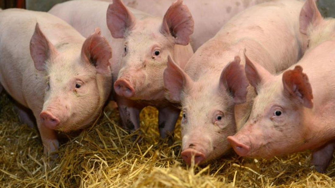 pig2