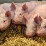 pig2