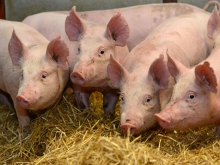 pig2