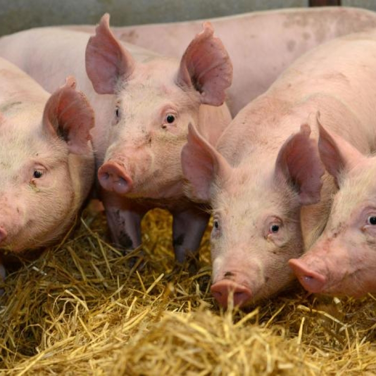 pig2