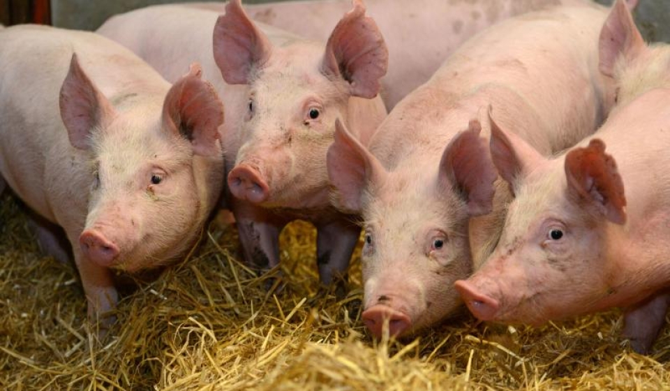 pig2
