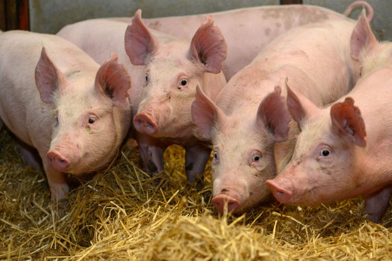 pig2
