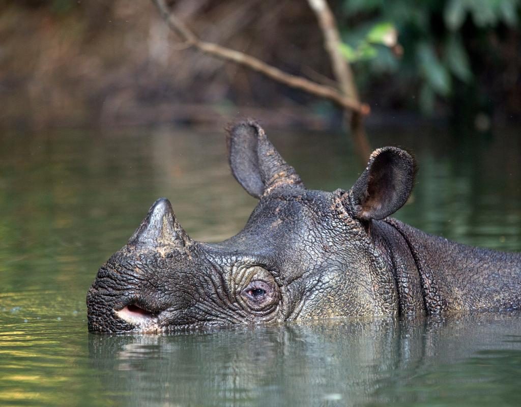 rino de java