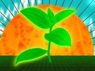 rubisco1
