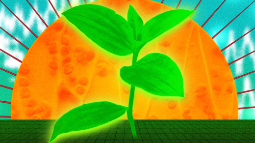 rubisco1