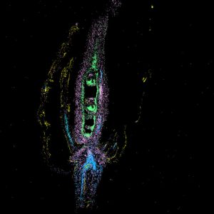 análisis transcriptómico espacial de Arabidopsis thaliana