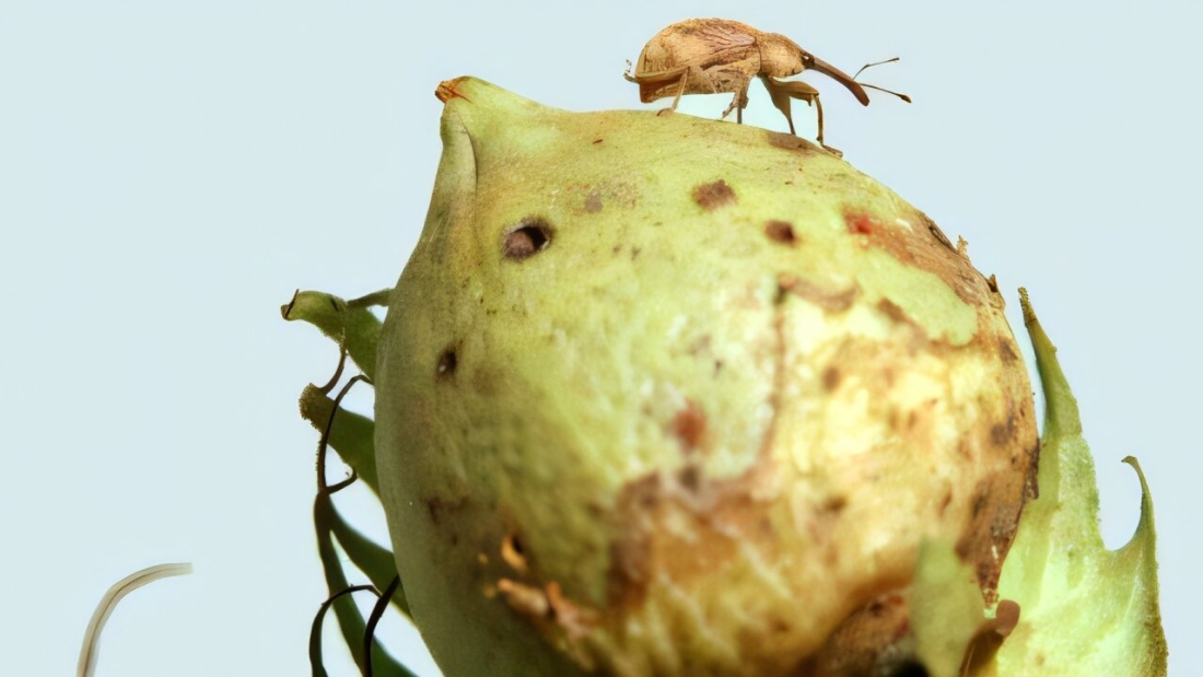 gene-editing-produces-1