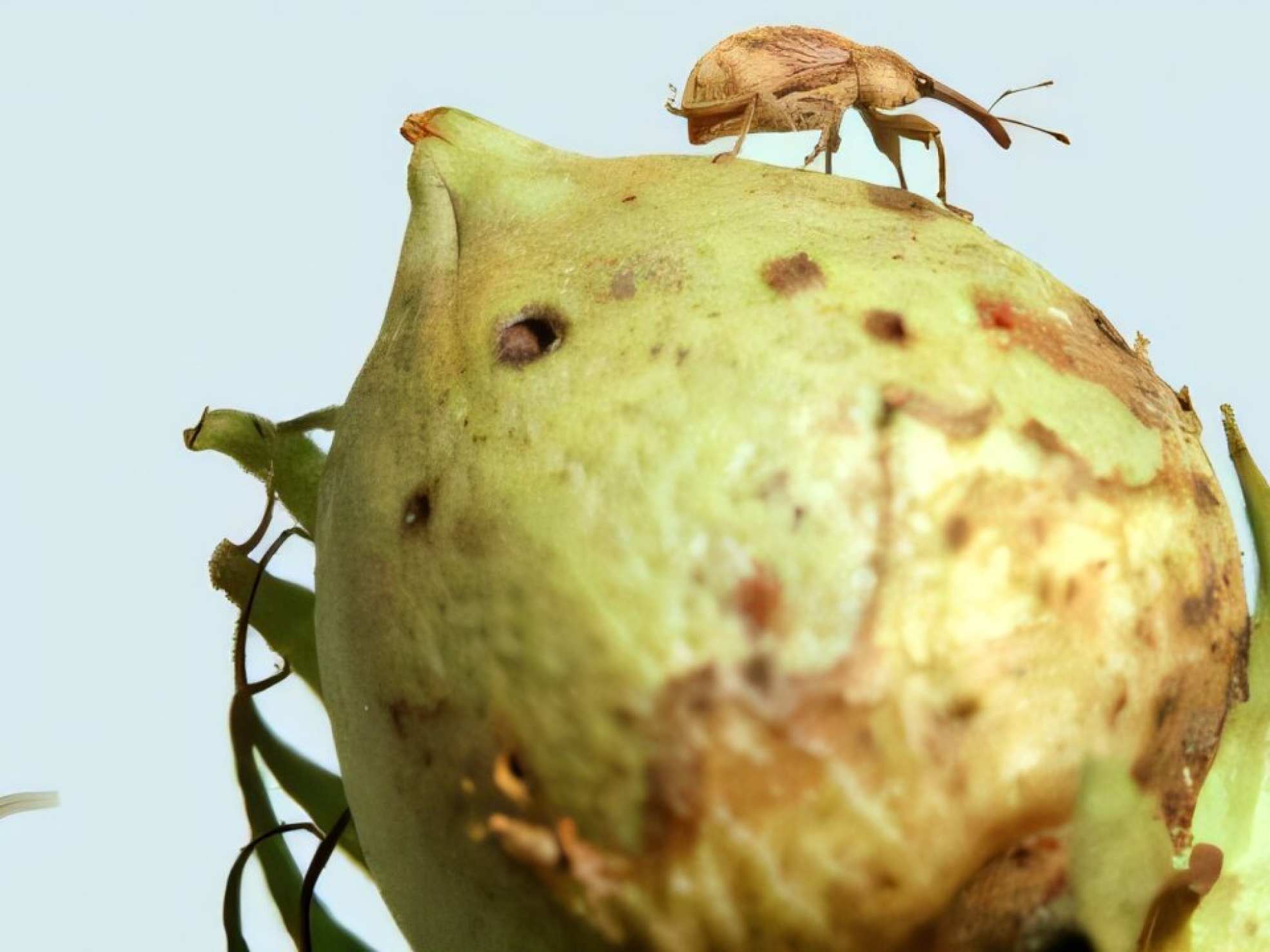 gene-editing-produces-1