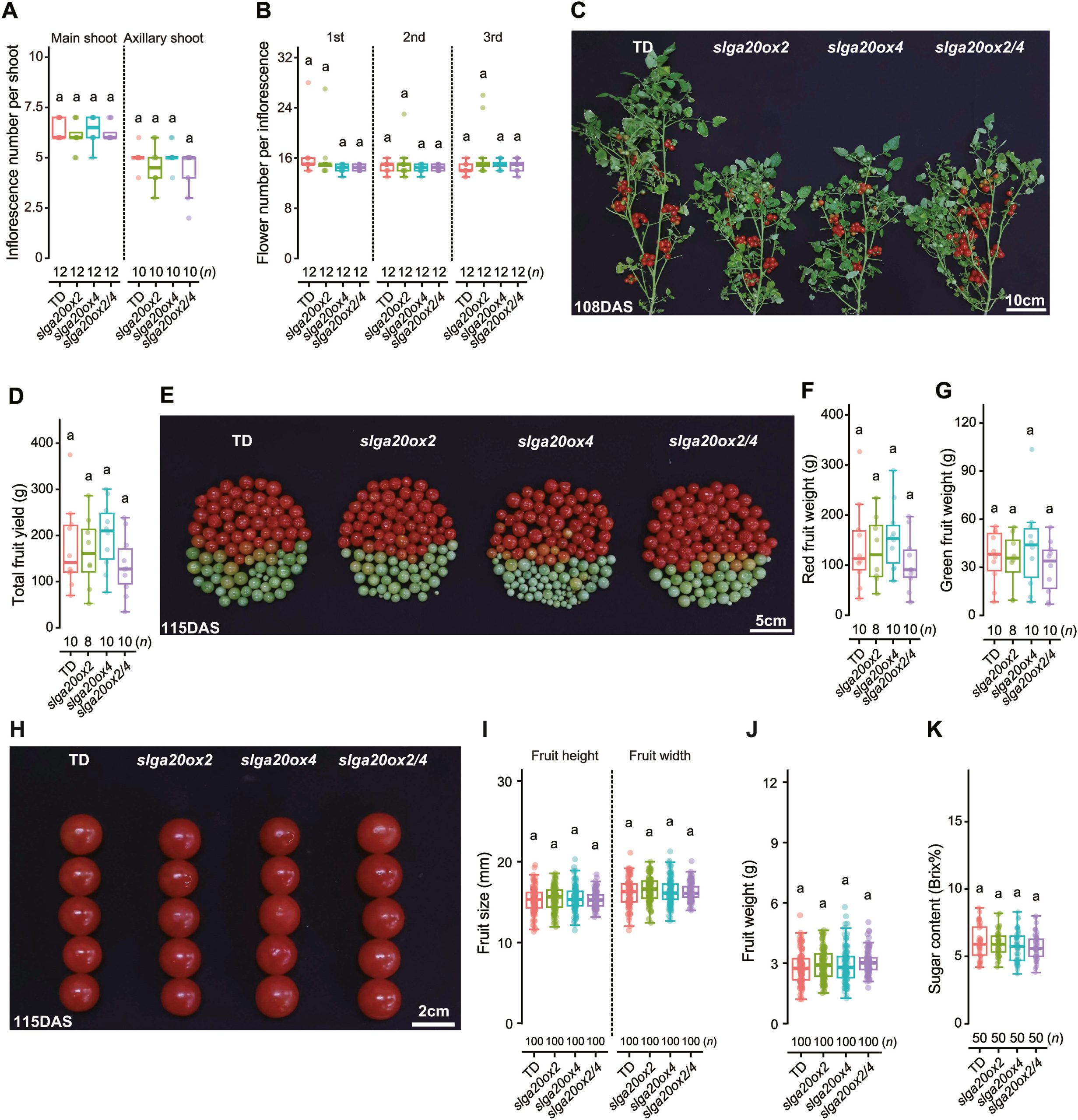 tomate editado genéticamente para agricultura vertical