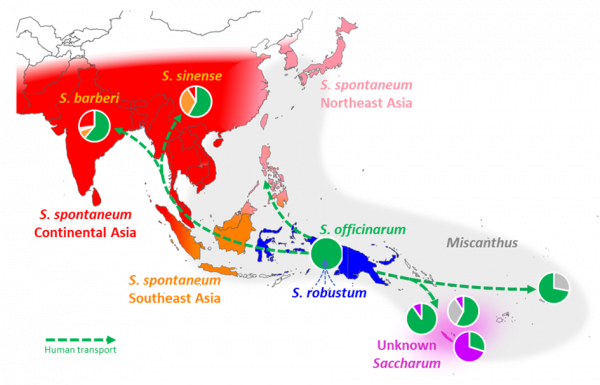 Domesticación de la caña de azúcar