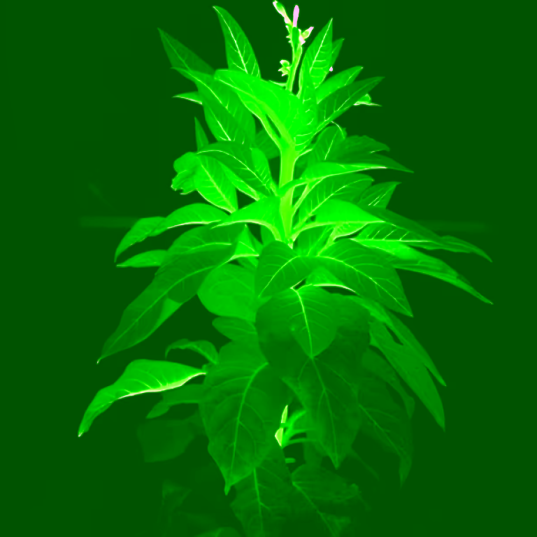 planta2