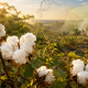 Plantas de algodón con fibras blancas en primer plano, integradas con elementos visuales de ADN y un paisaje inspirado en Yucatán.