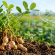 Plantas y semillas de maní representadas junto a una doble hélice de ADN como símbolo de investigación genómica agrícola.