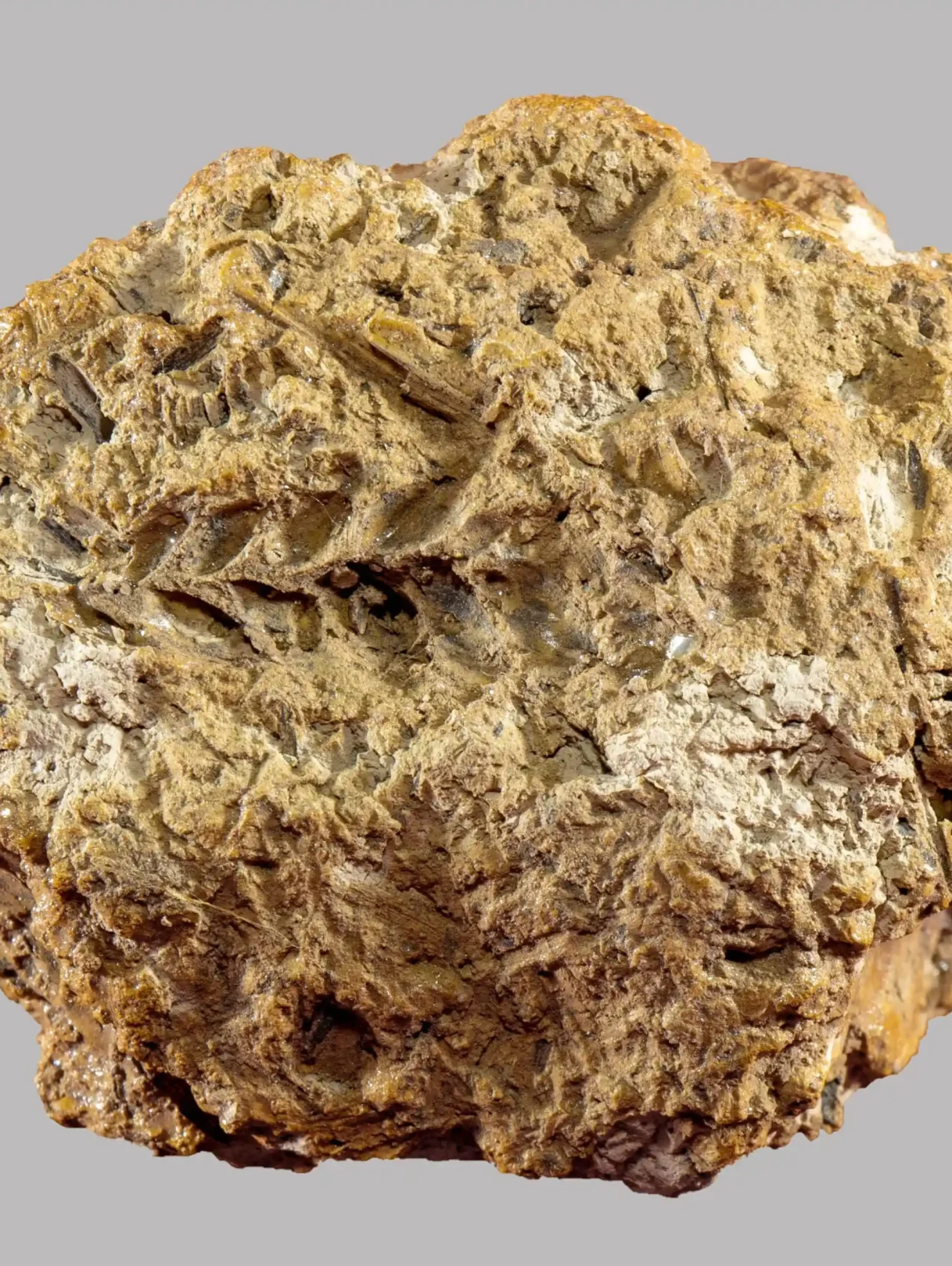 Restos arqueobotánicos de trigo pan hallados en Georgia y datados cerca del 6000 a. C.