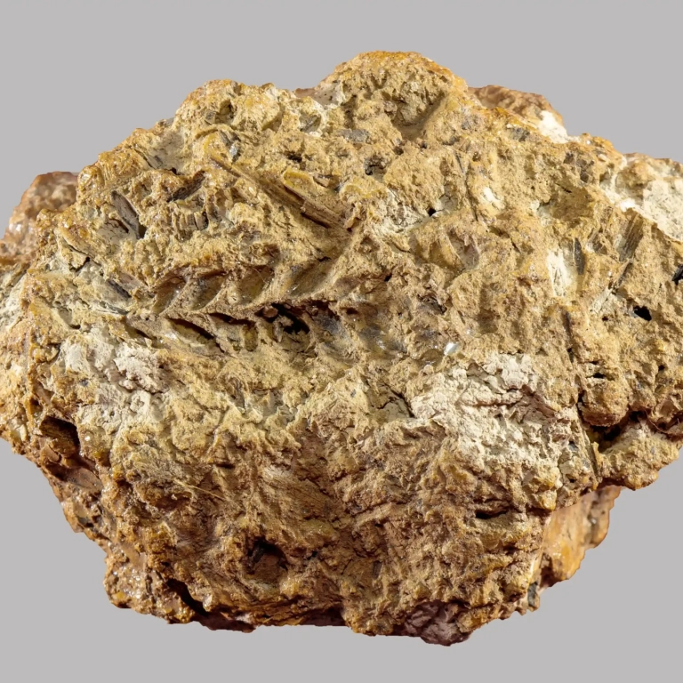 Restos arqueobotánicos de trigo pan hallados en Georgia y datados cerca del 6000 a. C.
