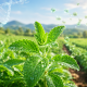 Planta de stevia en un campo agrícola con una doble hélice de ADN y moléculas asociadas a su dulzor natural.