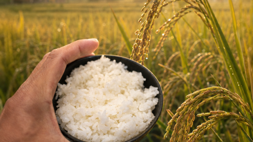 Mano sosteniendo un cuenco de arroz cocido frente a un campo de arroz al amanecer, con espigas maduras iluminadas por la luz dorada.