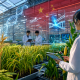 Invernadero tecnológico con cultivos agrícolas, visualizaciones de ADN e inteligencia artificial, representando la apuesta de China por la edición genética y la innovación agrícola.