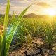 Plantas de arroz verdes bajo sequía con visualización científica de cloroplastos, ADN vegetal y defensa celular frente al estrés hídrico.