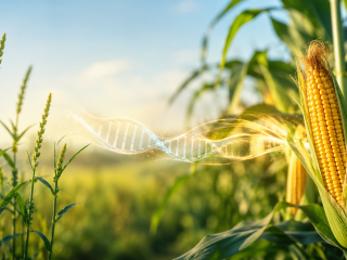 Plantas de maíz y teosinte con granos en primer plano y elementos visuales de ADN que representan genes asociados a mayor proteína.