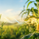 Plantas de maíz y teosinte con granos en primer plano y elementos visuales de ADN que representan genes asociados a mayor proteína.