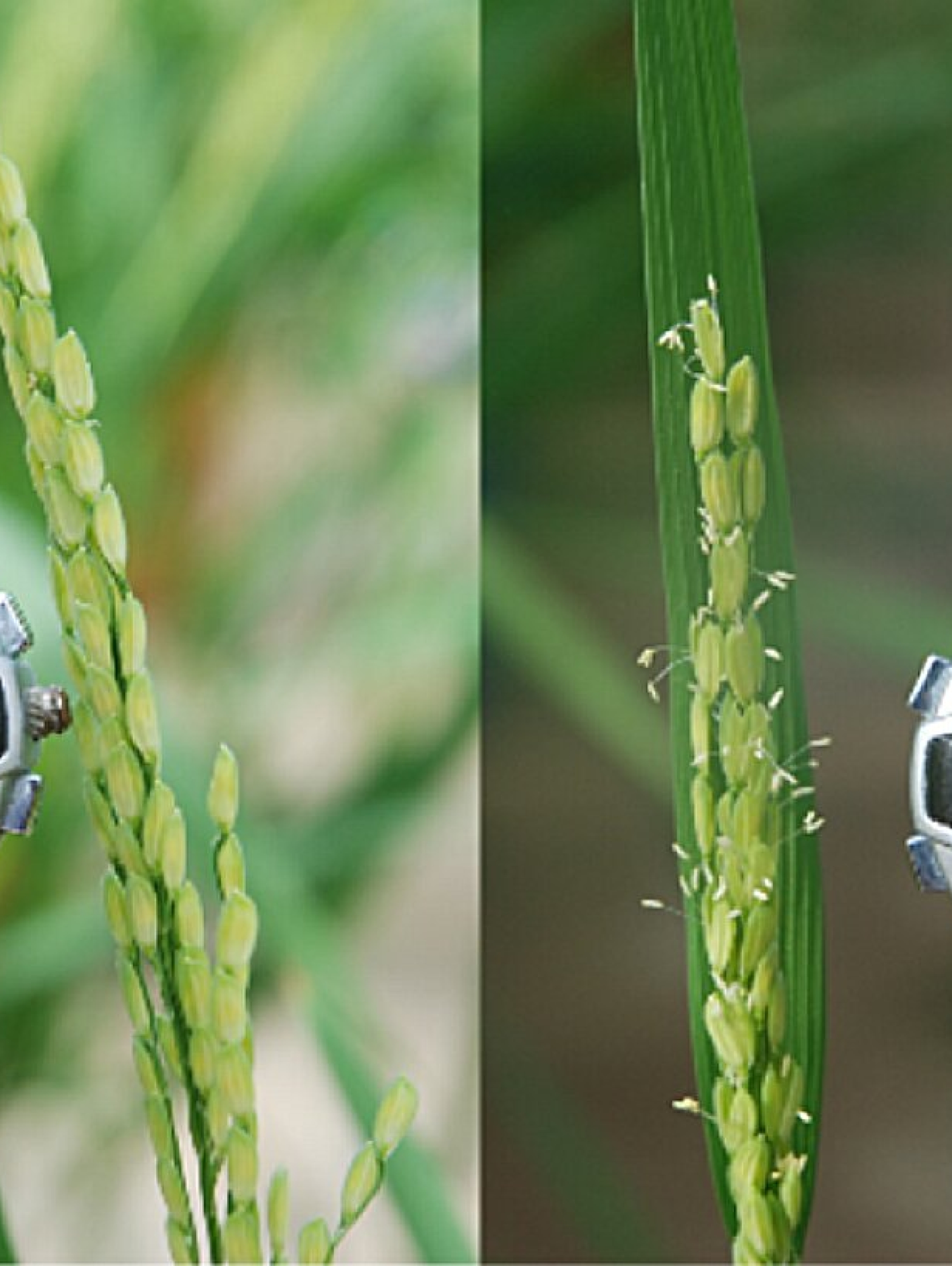 Comparación de plantas de arroz a las 8:30 a. m.: a la izquierda, una planta con EMF3 normal sin floración; a la derecha, una planta con el alelo emf3-1D ya floreciendo.