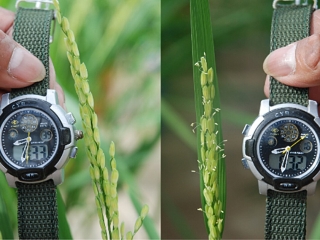 Comparación de plantas de arroz a las 8:30 a. m.: a la izquierda, una planta con EMF3 normal sin floración; a la derecha, una planta con el alelo emf3-1D ya floreciendo.