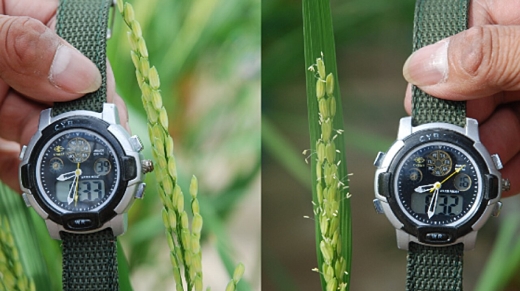 Comparación de plantas de arroz a las 8:30 a. m.: a la izquierda, una planta con EMF3 normal sin floración; a la derecha, una planta con el alelo emf3-1D ya floreciendo.