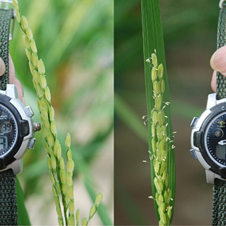 Comparación de plantas de arroz a las 8:30 a. m.: a la izquierda, una planta con EMF3 normal sin floración; a la derecha, una planta con el alelo emf3-1D ya floreciendo.