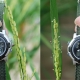 Comparación de plantas de arroz a las 8:30 a. m.: a la izquierda, una planta con EMF3 normal sin floración; a la derecha, una planta con el alelo emf3-1D ya floreciendo.