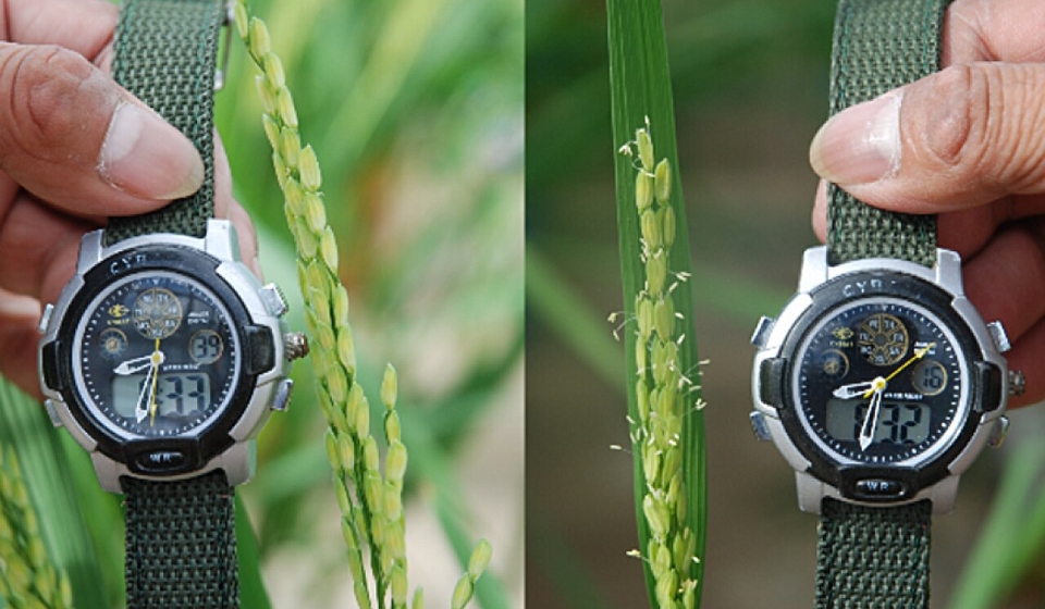 Comparación de plantas de arroz a las 8:30 a. m.: a la izquierda, una planta con EMF3 normal sin floración; a la derecha, una planta con el alelo emf3-1D ya floreciendo.