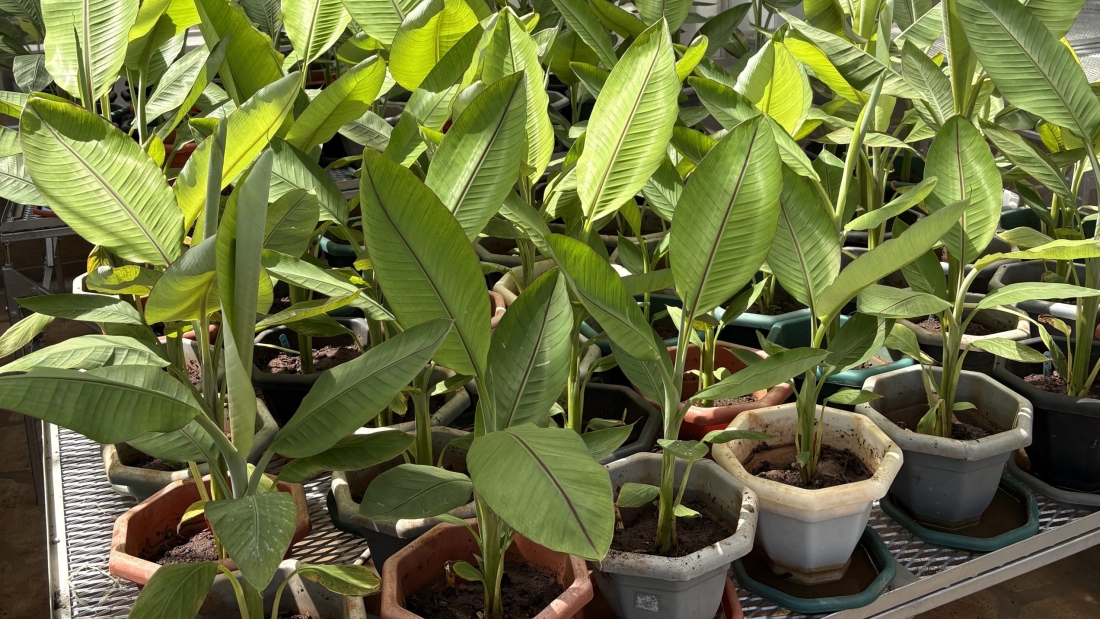Plantas de banano editadas genéticamente creciendo en macetas dentro de un invernadero de investigación en Kenia
