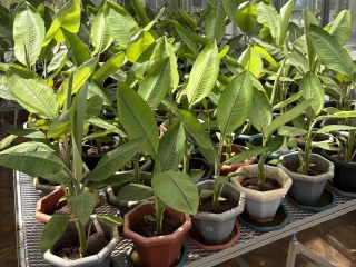 Plantas de banano editadas genéticamente creciendo en macetas dentro de un invernadero de investigación en Kenia