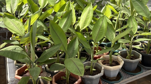 Plantas de banano editadas genéticamente creciendo en macetas dentro de un invernadero de investigación en Kenia