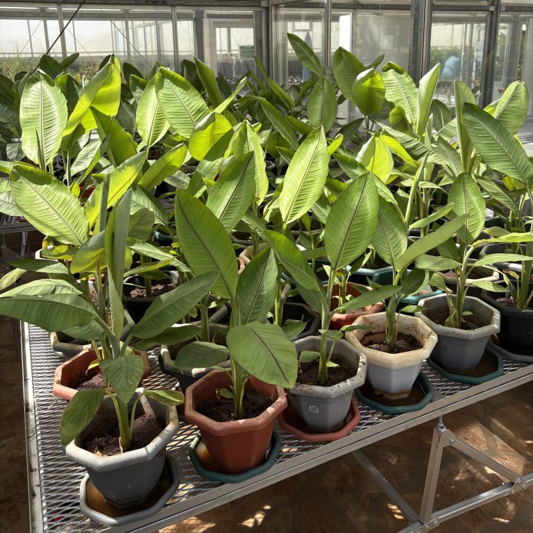 Plantas de banano editadas genéticamente creciendo en macetas dentro de un invernadero de investigación en Kenia