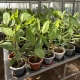 Plantas de banano editadas genéticamente creciendo en macetas dentro de un invernadero de investigación en Kenia