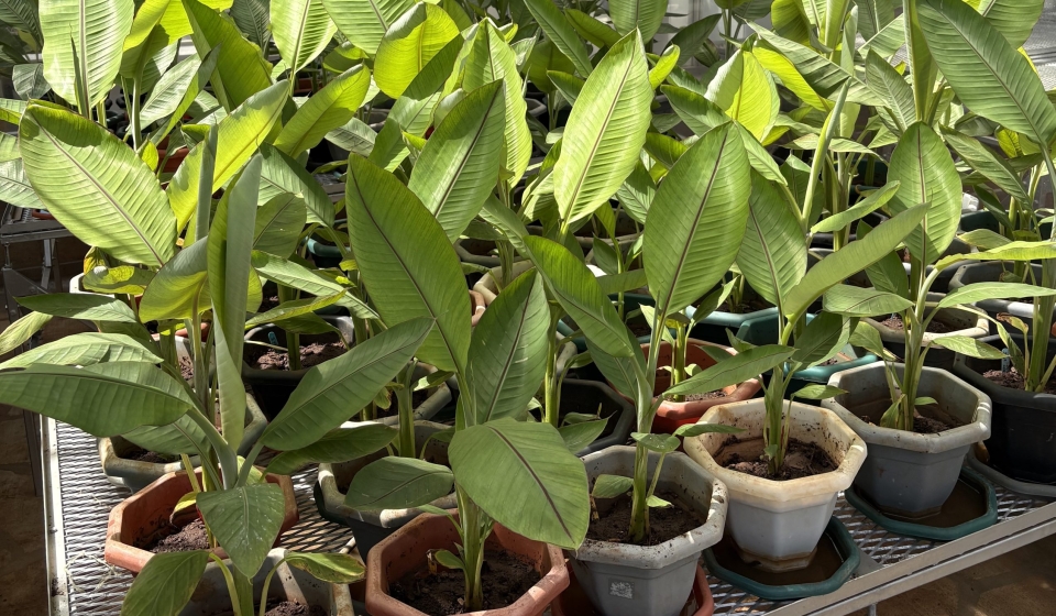 Plantas de banano editadas genéticamente creciendo en macetas dentro de un invernadero de investigación en Kenia