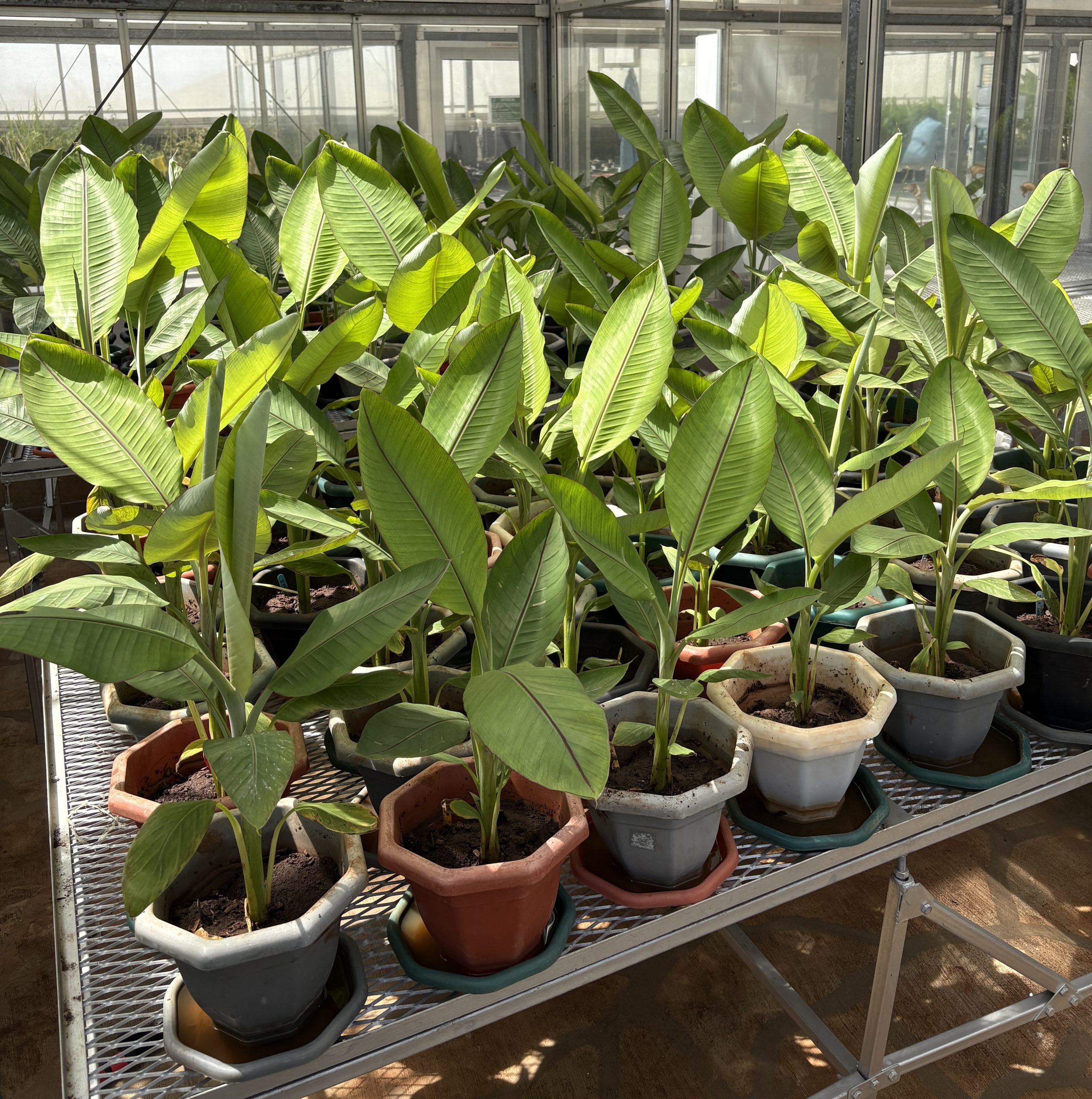 Plantas de banano editadas genéticamente creciendo en macetas dentro de un invernadero de investigación en Kenia