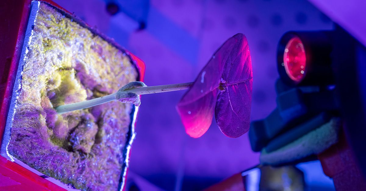Planta cultivada en condiciones espaciales simuladas para investigar la producción de medicamentos en el espacio.