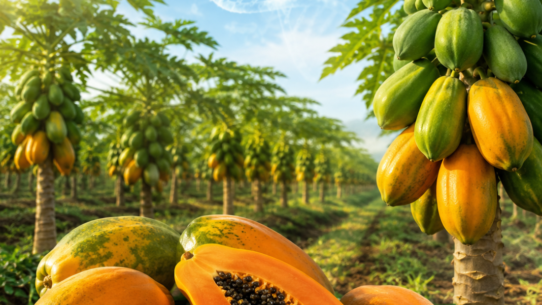 Papayas maduras abiertas y enteras en una plantación tropical, con un elemento visual de ADN que representa la edición genética aplicada al mejoramiento del cultivo.