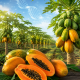 Papayas maduras abiertas y enteras en una plantación tropical, con un elemento visual de ADN que representa la edición genética aplicada al mejoramiento del cultivo.