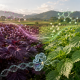 Plantas de perilla roja y verde editadas genéticamente para aumentar luteolina y ácido rosmarínico